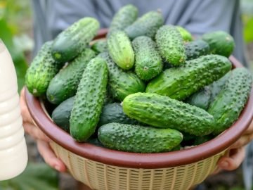 Подкормка огурцов молоком