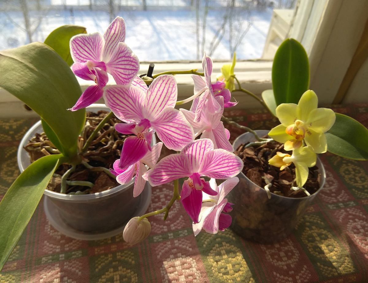 Подкормка орхидей