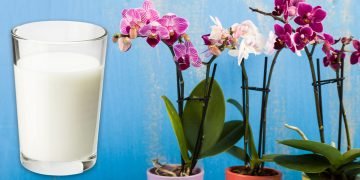 Подкормка орхидей