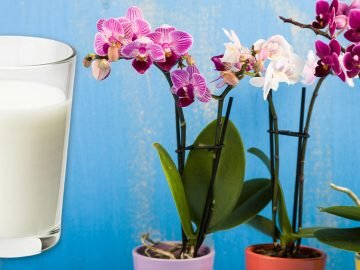 Подкормка орхидей