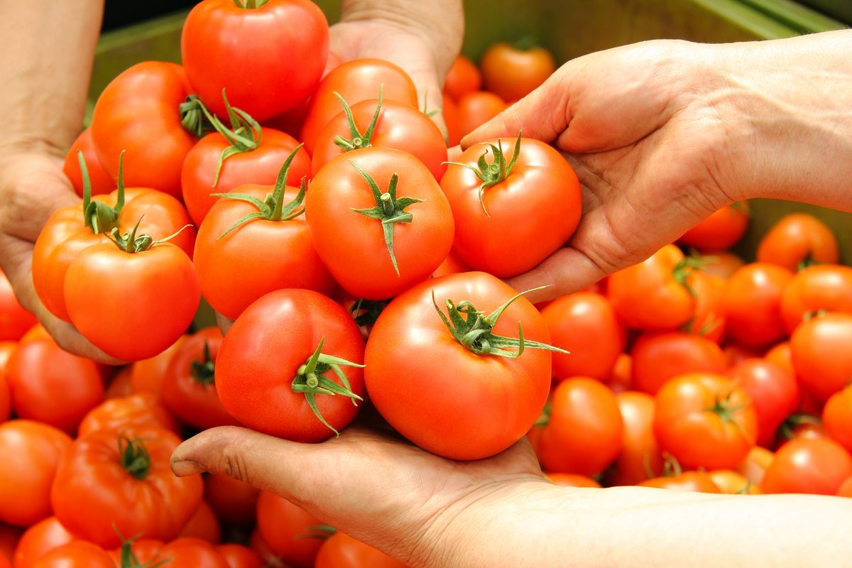 борьба с фитофторой на томатах