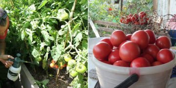 Подкормка помидоров после посадки