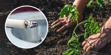 подкормка с табаком