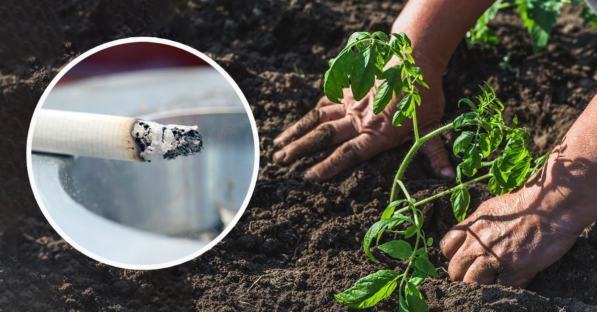 подкормка с табаком