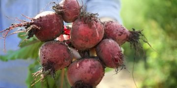 Подкормка свеклы в открытом грунте