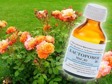 подкормки для роз