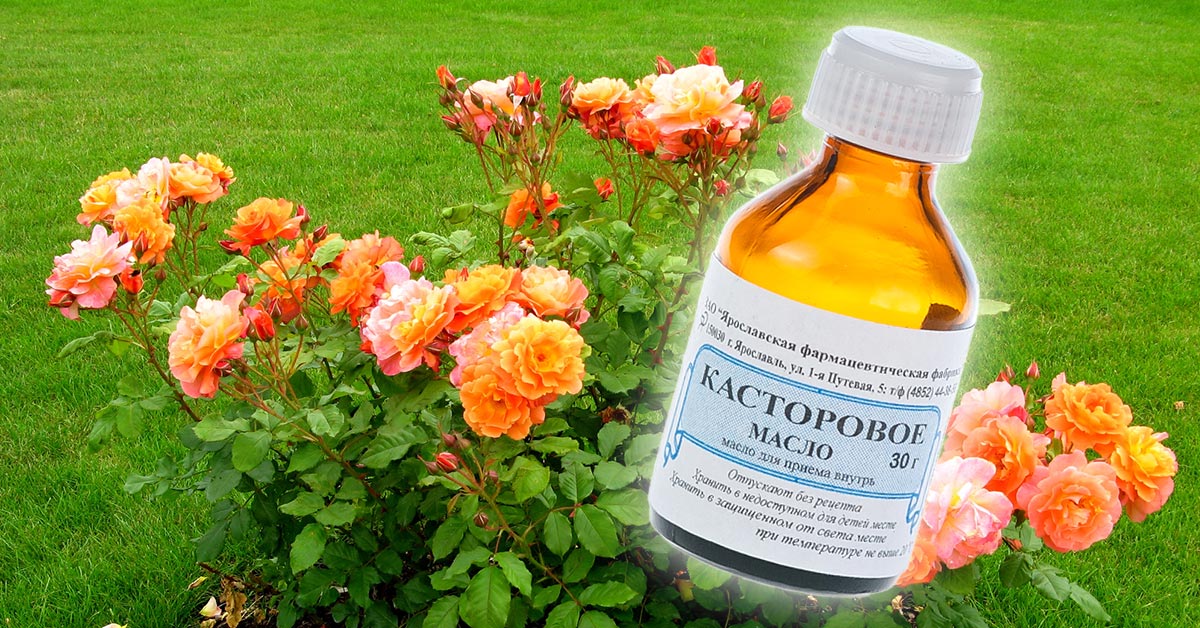 подкормки для роз