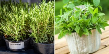 Полезные комнатные растения