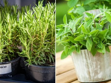 Полезные комнатные растения