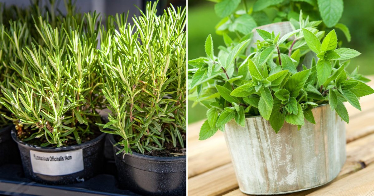 Полезные комнатные растения