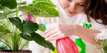 полив орхидеи