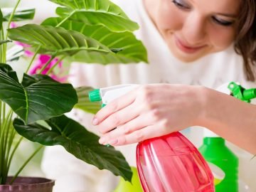 полив орхидеи