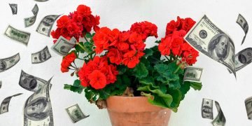 польза герани