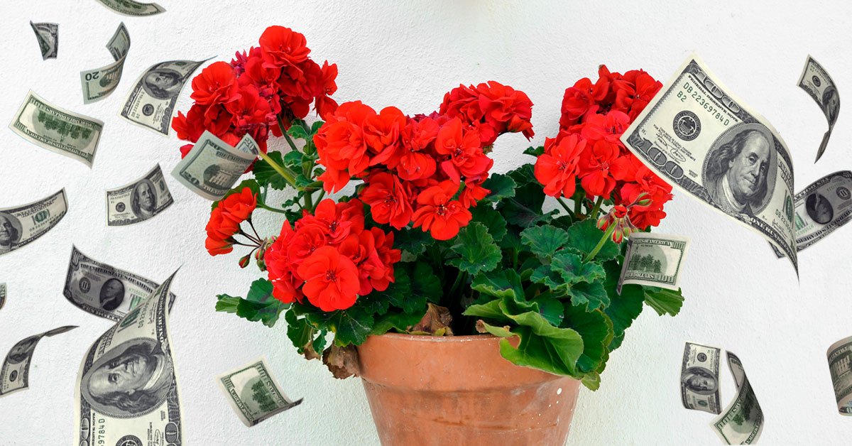 польза герани