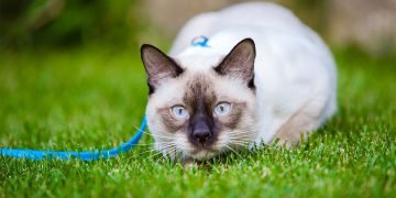 Породы домашних кошек