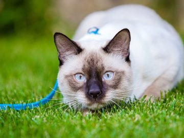 Породы домашних кошек