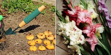 Посадка гладиолусов