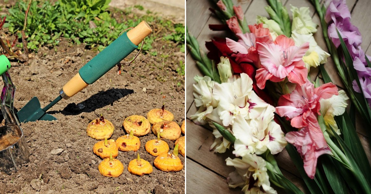 Посадка гладиолусов