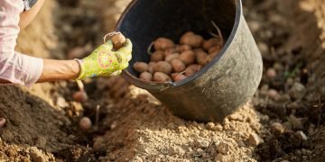 посадка картофеля