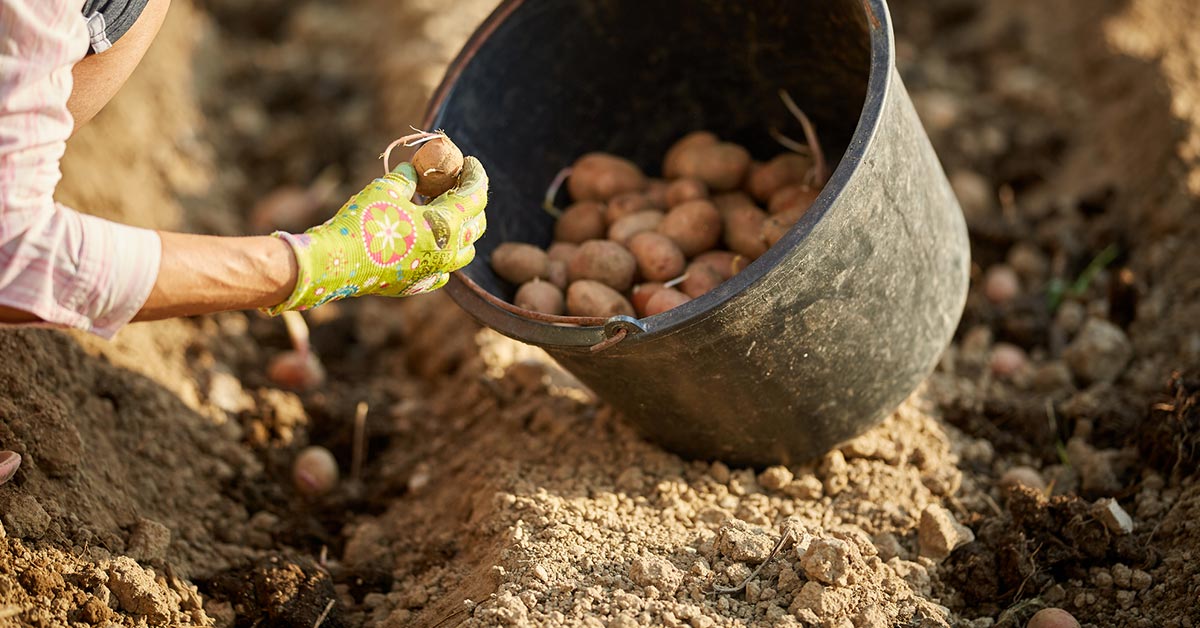 посадка картофеля