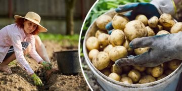 посадка картошки