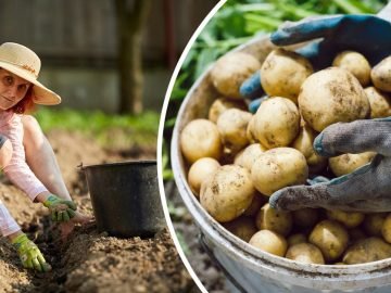 посадка картошки