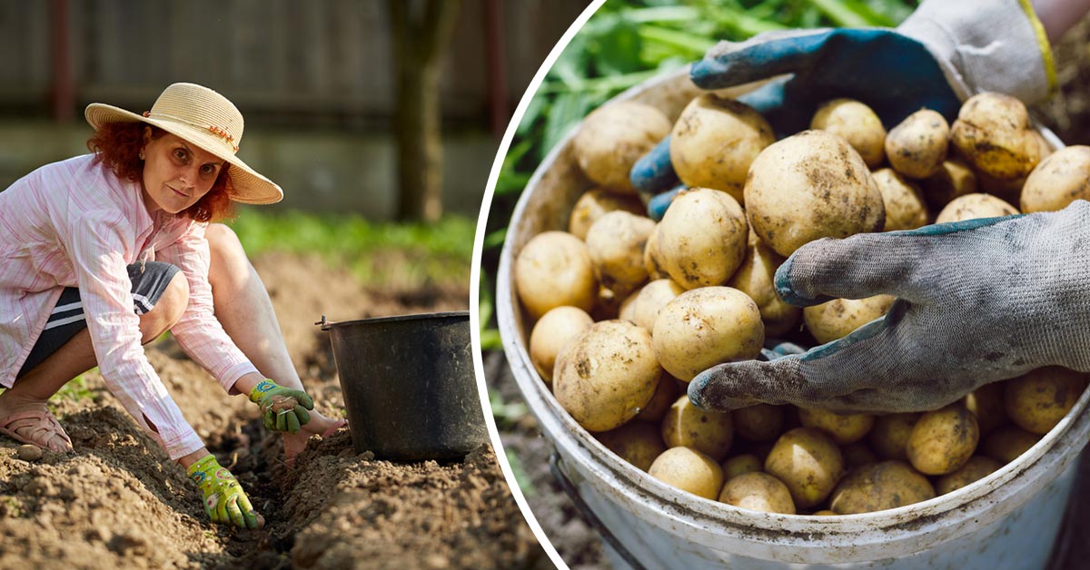 посадка картошки