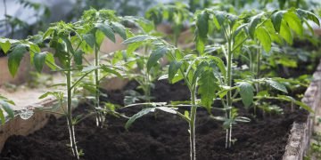 Посевной календарь на февраль 2022 года