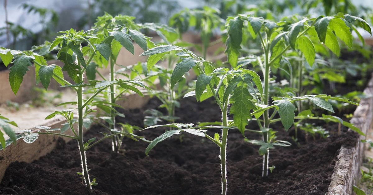 Посевной календарь на февраль 2022 года