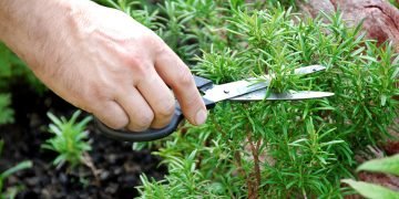 позитивные ароматы