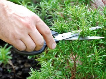 позитивные ароматы