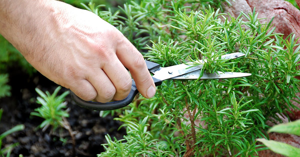 позитивные ароматы