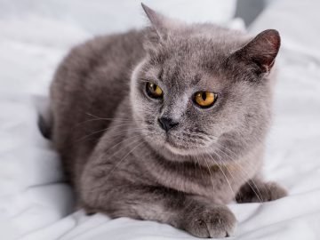 причины не заводить кота