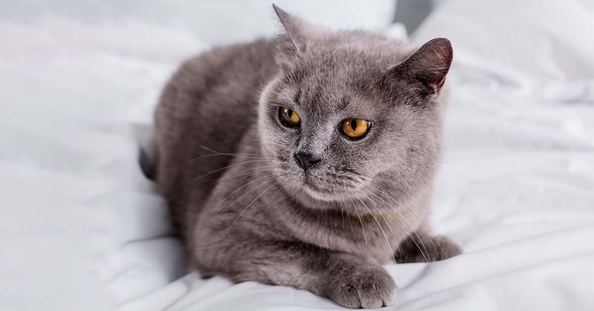 причины не заводить кота