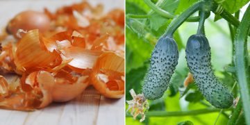 Применение луковой шелухи