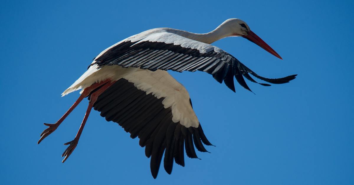 приметы об аистах