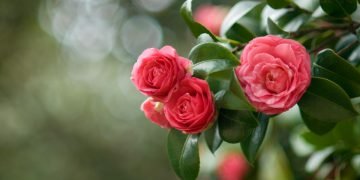 Привлечение удачи и любви