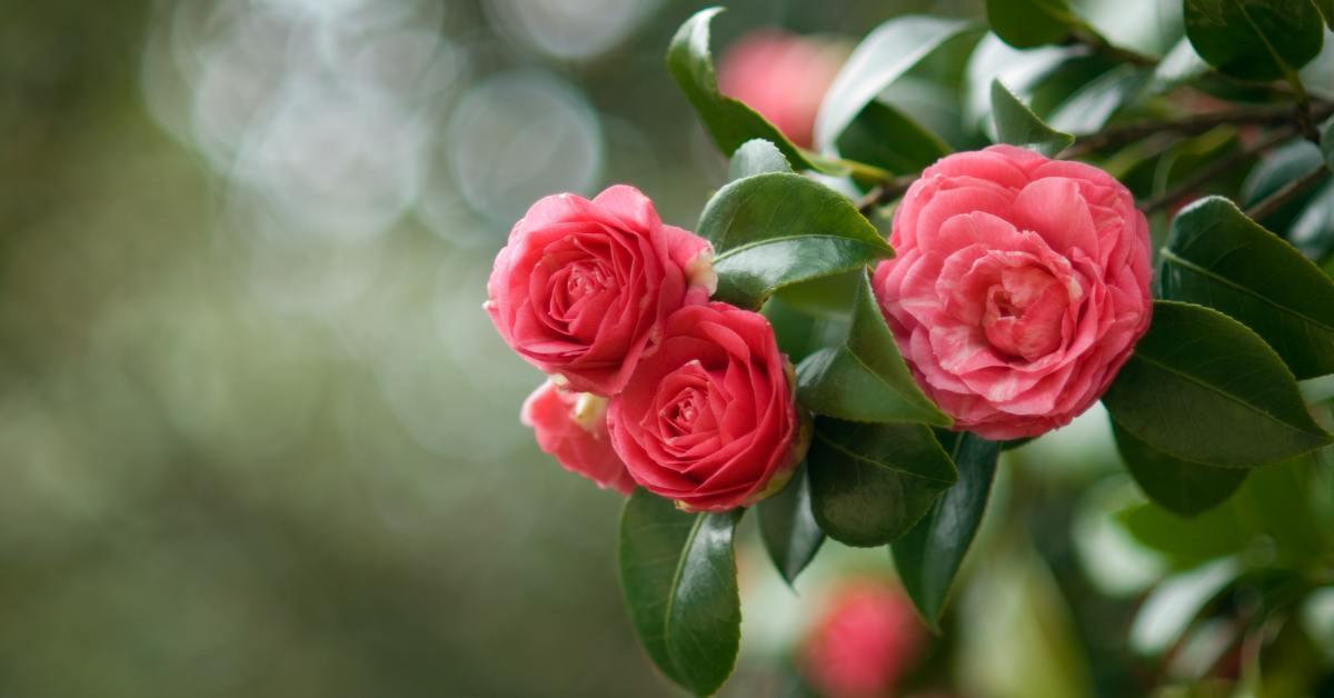 Привлечение удачи и любви