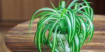 Пыль в квартире