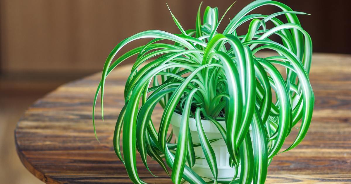 Пыль в квартире