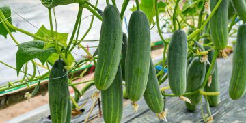 ранний урожай огурцов