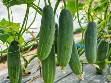 ранний урожай огурцов