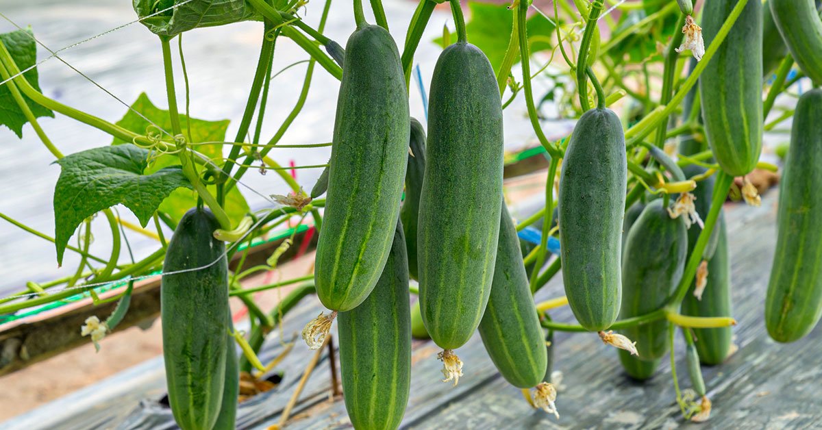 ранний урожай огурцов
