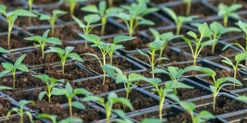 рассада перца