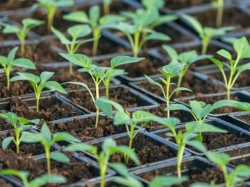 рассада перца