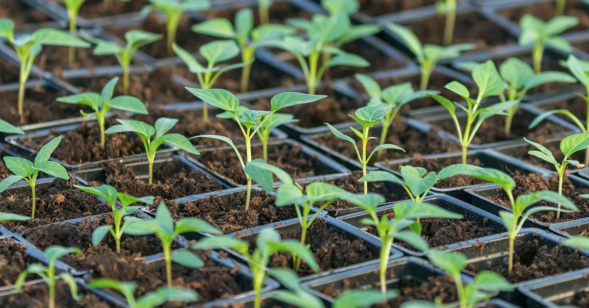 рассада перца