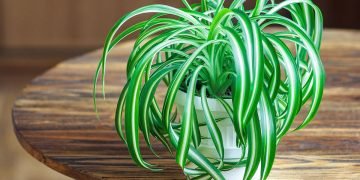 растение хлорофитум