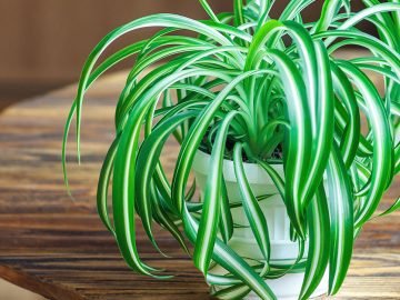 растение хлорофитум