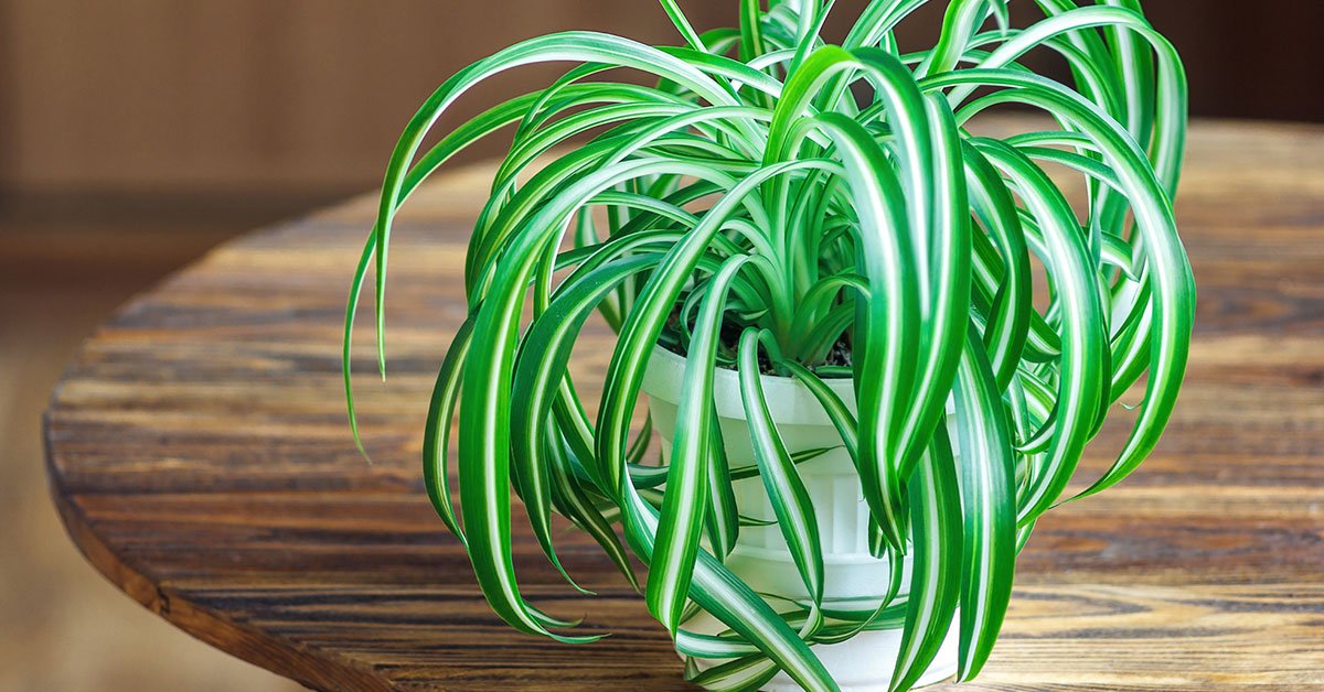 растение хлорофитум