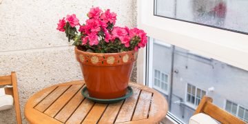 растения для гармонии